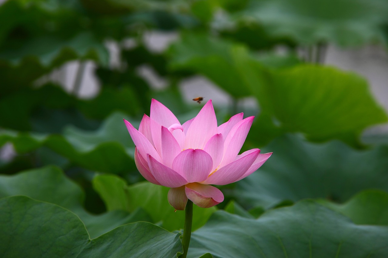 康桥香溪郡最新动态揭秘，未来美好篇章揭晓